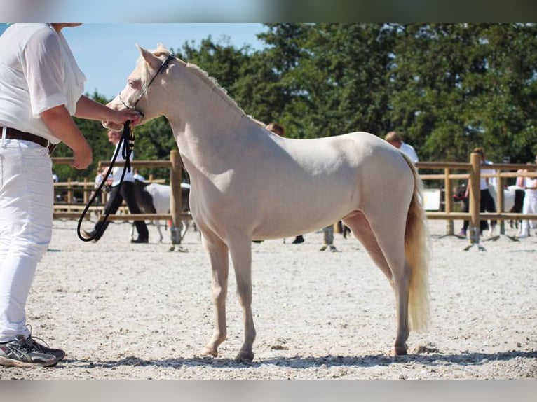 Mini Shetland Pony Stute 13 Jahre 100 cm Cremello in Warendorf