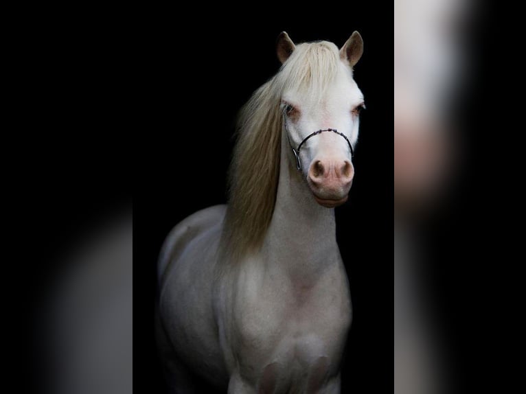 Mini Shetland Pony Stute 13 Jahre 100 cm Cremello in Warendorf