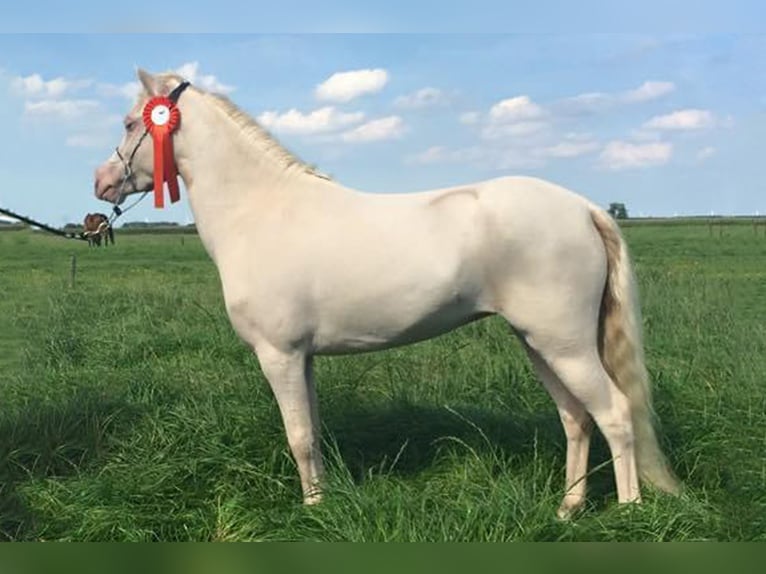 Mini Shetland Pony Stute 13 Jahre 100 cm Cremello in Warendorf