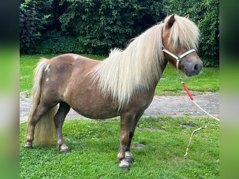 Mini Shetland Pony Stute 13 Jahre 86 cm Palomino in Kronach