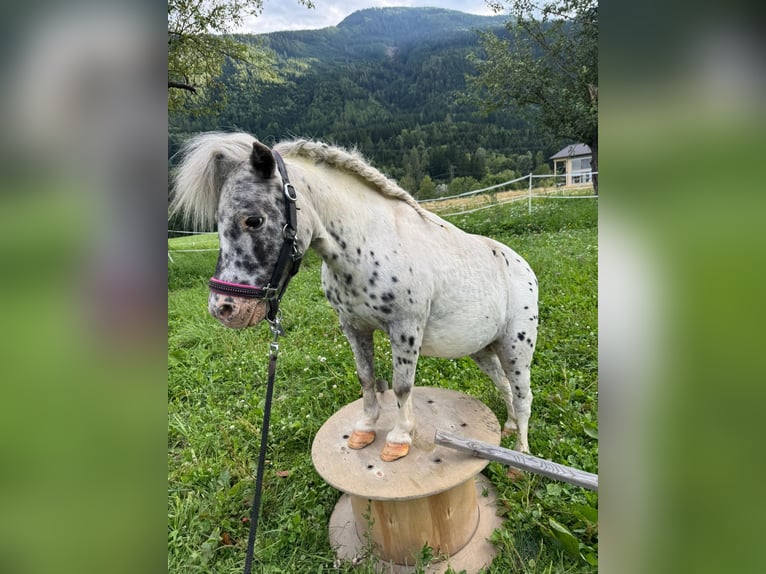 Mini Shetland Pony Stute 13 Jahre 87 cm Tigerschecke in RappersdorfMühldorf