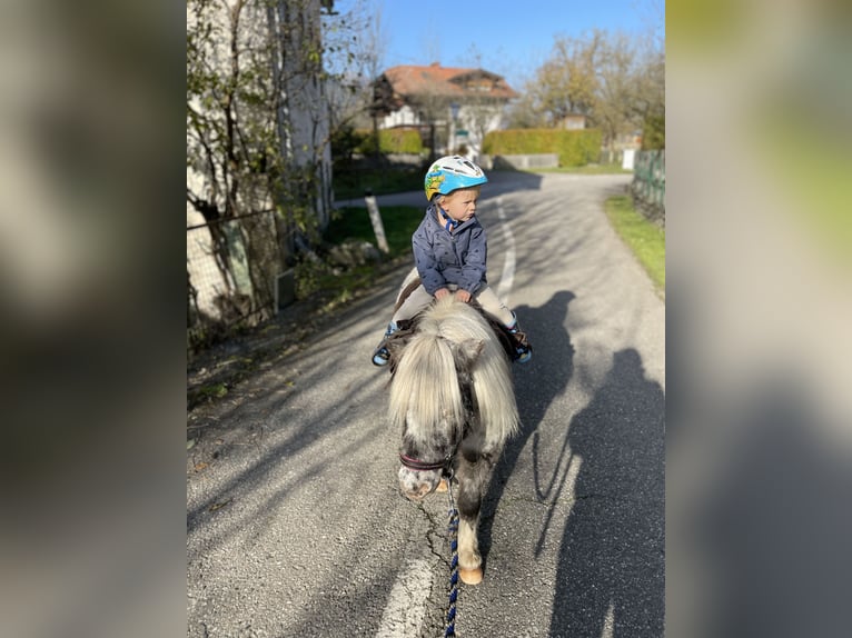 Mini Shetland Pony Stute 13 Jahre 87 cm Tigerschecke in RappersdorfMühldorf