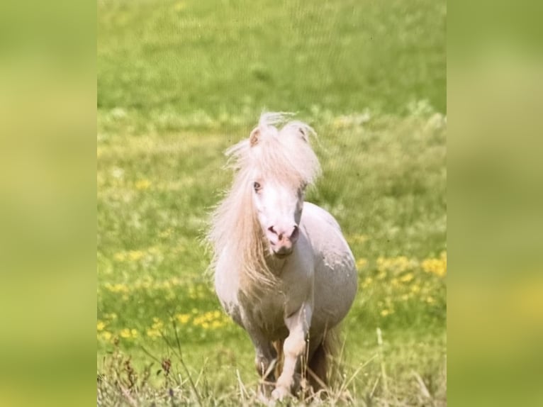 Mini Shetland Pony Stute 14 Jahre 85 cm Cremello in Hinterstoder