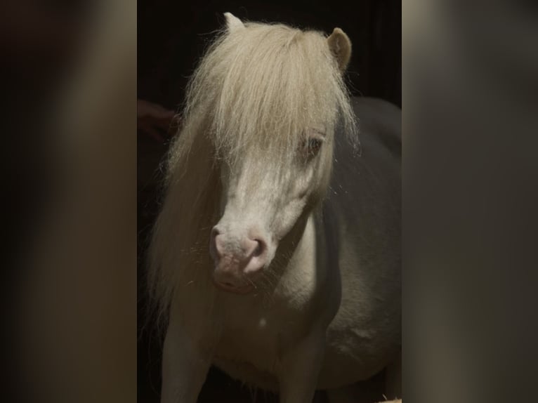 Mini Shetland Pony Stute 14 Jahre 85 cm Cremello in Hinterstoder