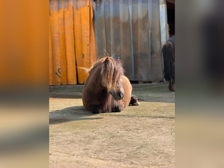 Mini Shetland Pony Stute 14 Jahre 86 cm Dunkelbrauner in Feuchtwangen