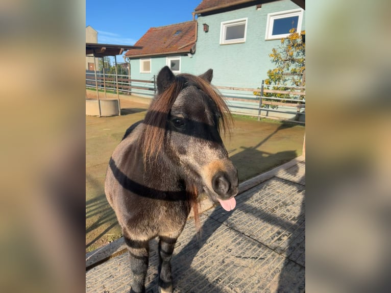 Mini Shetland Pony Stute 14 Jahre 86 cm Dunkelbrauner in Feuchtwangen