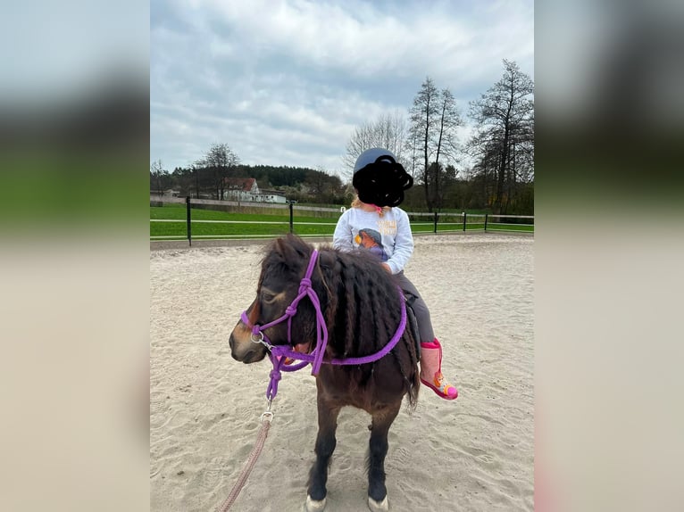Mini Shetland Pony Stute 14 Jahre 86 cm Dunkelbrauner in Feuchtwangen