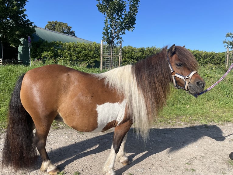 Mini Shetland Pony Stute 14 Jahre 86 cm Schecke in Fehmarn