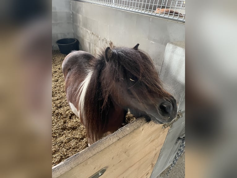 Mini Shetland Pony Stute 14 Jahre 86 cm Schecke in Fehmarn