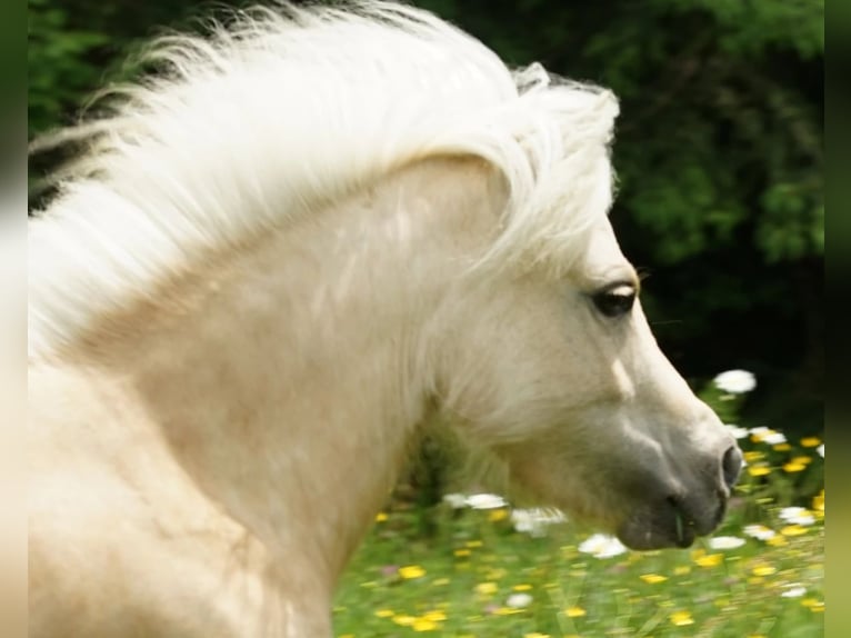 Mini Shetland Pony Stute 15 Jahre 86 cm Palomino in Olten