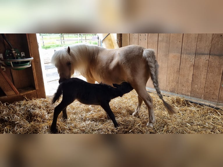 Mini Shetland Pony Stute 15 Jahre 86 cm Palomino in Olten