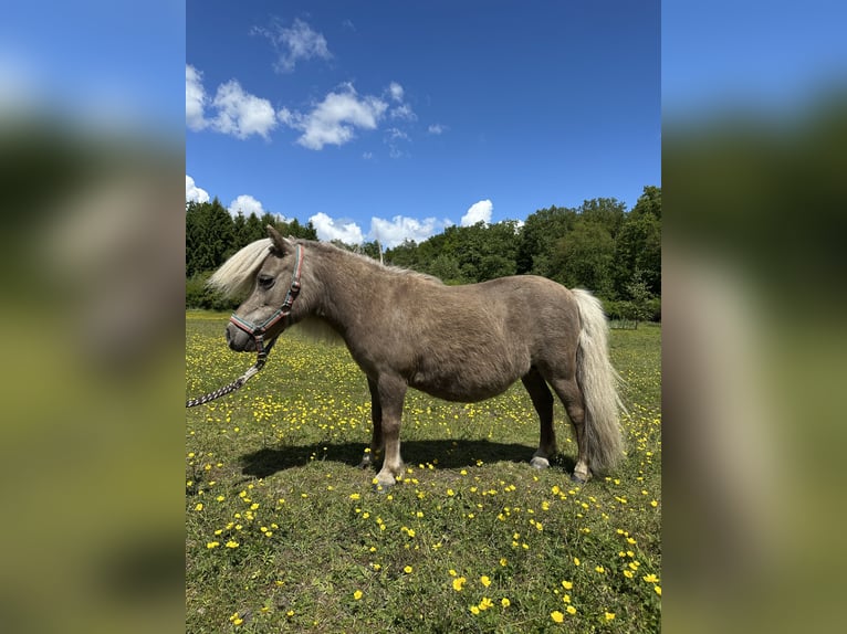 Mini Shetland Pony Stute 15 Jahre Palomino in Wacken