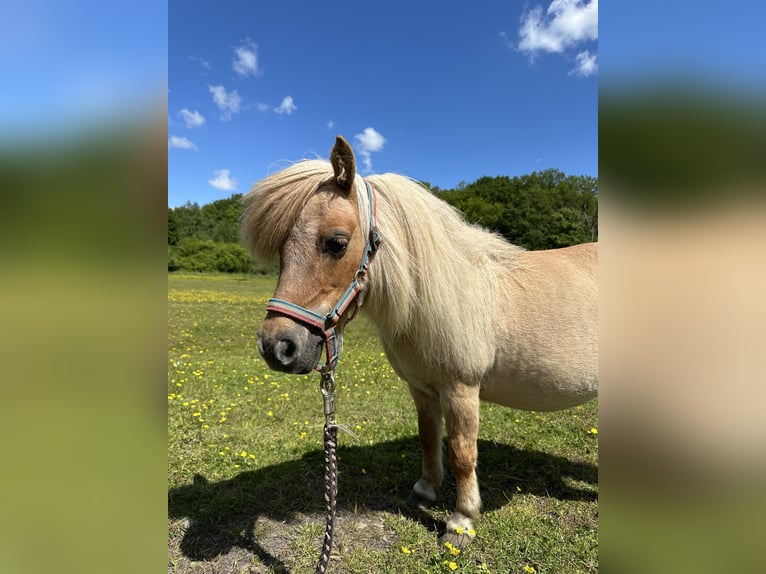 Mini Shetland Pony Stute 15 Jahre Palomino in Wacken