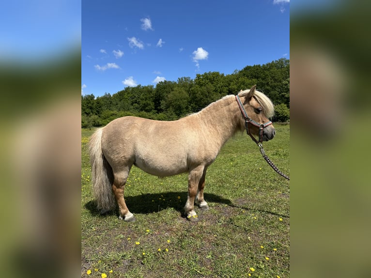 Mini Shetland Pony Stute 15 Jahre Palomino in Wacken