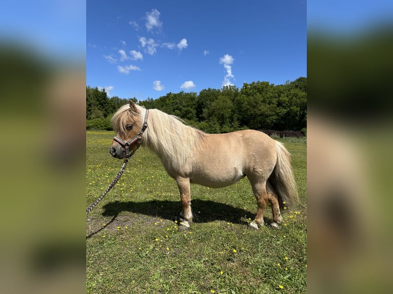 Mini Shetland Pony Stute 15 Jahre Palomino in Wacken