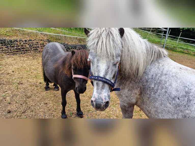 Mini Shetland Pony Stute 16 Jahre 75 cm  in Vorra
