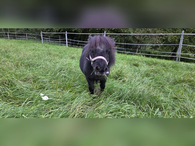 Mini Shetland Pony Stute 16 Jahre 75 cm  in Vorra