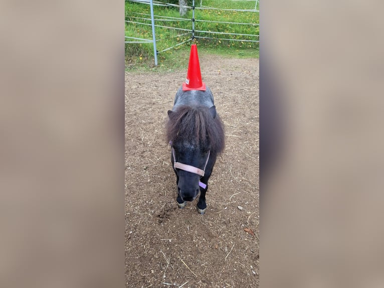 Mini Shetland Pony Stute 16 Jahre 75 cm  in Vorra