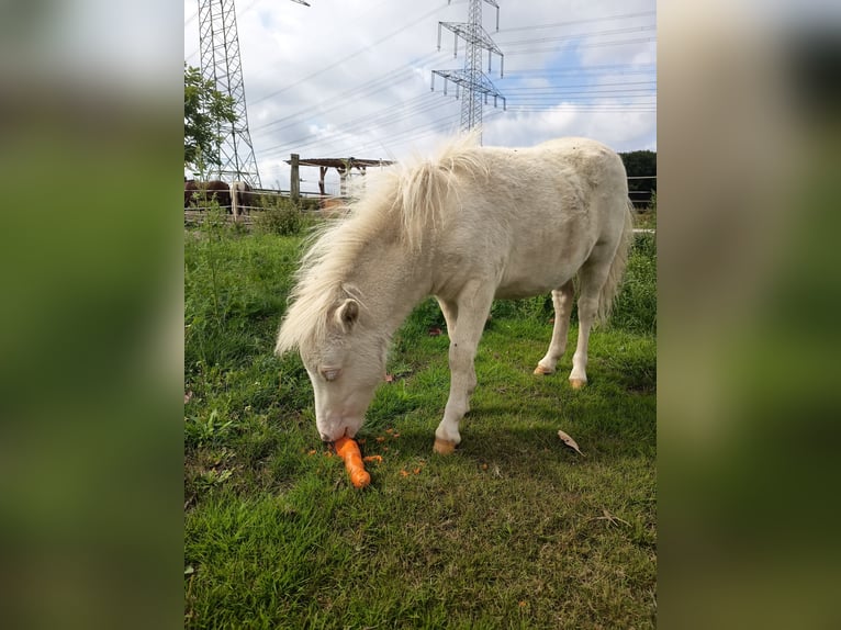 Mini Shetland Pony Stute 16 Jahre 85 cm Cremello in Gelsenkirchen