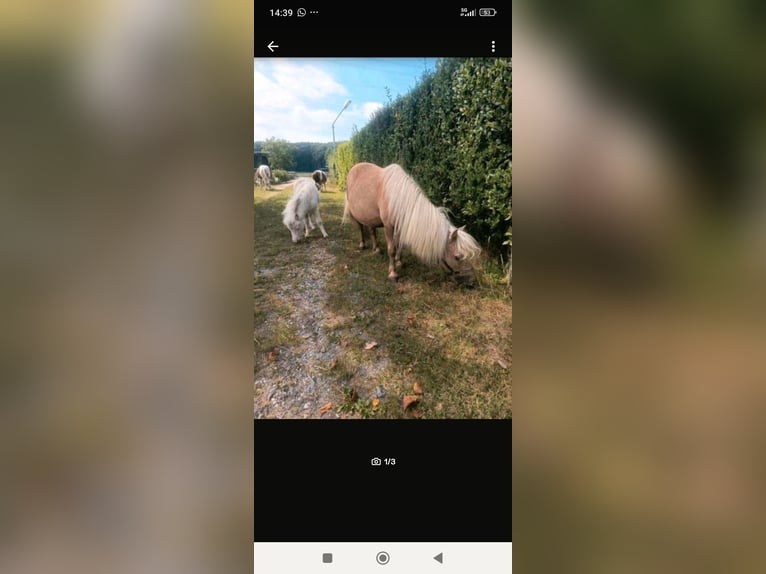 Mini Shetland Pony Stute 16 Jahre 85 cm Cremello in Gelsenkirchen