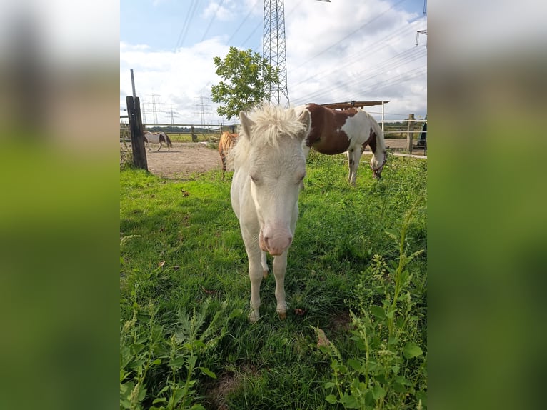 Mini Shetland Pony Stute 16 Jahre 85 cm Cremello in Gelsenkirchen