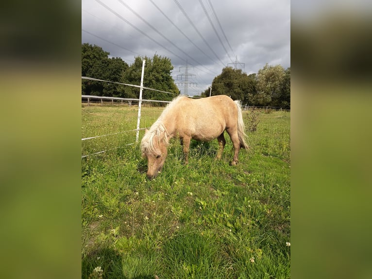 Mini Shetland Pony Stute 16 Jahre 85 cm Cremello in Gelsenkirchen
