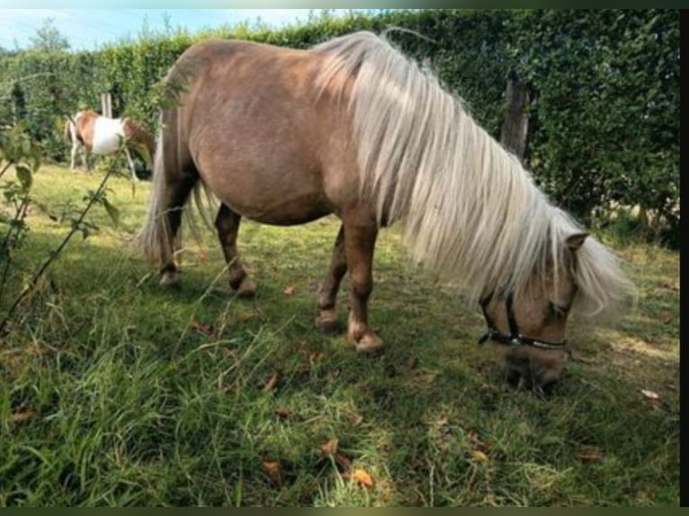 Mini Shetland Pony Stute 16 Jahre 85 cm Palomino in Gelsenkirchen
