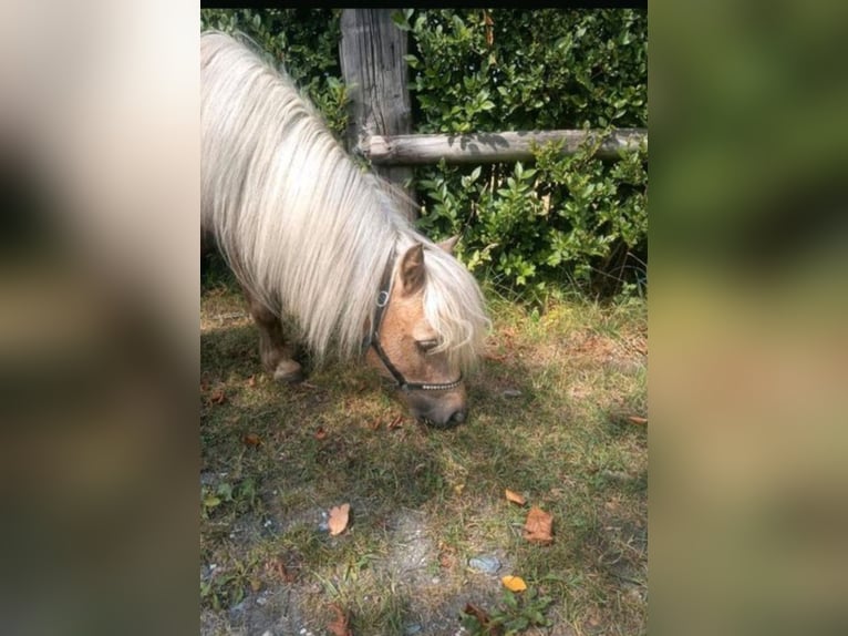 Mini Shetland Pony Stute 16 Jahre 85 cm Palomino in Gelsenkirchen