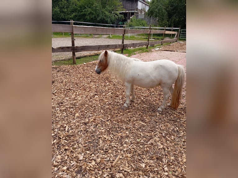Mini Shetland Pony Stute 16 Jahre 89 cm in Amtzell
