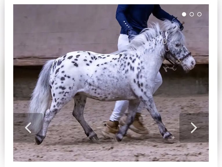 Mini Shetland Pony Stute 17 Jahre 78 cm Tigerschecke in Schemmerhofen