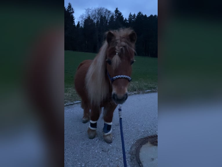 Mini Shetland Pony Stute 17 Jahre 80 cm Fuchs in Schnaitsee