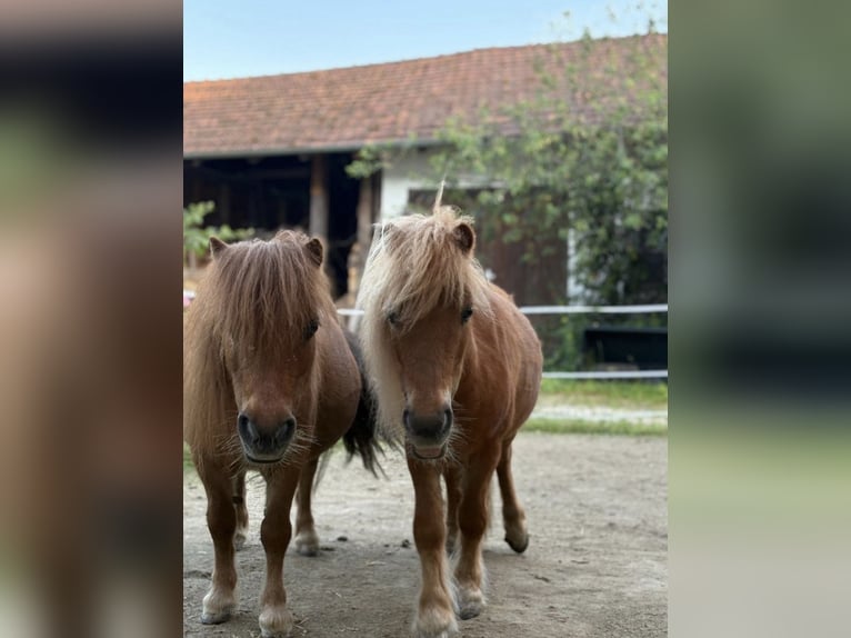 Mini Shetland Pony Stute 17 Jahre 80 cm Fuchs in Schnaitsee
