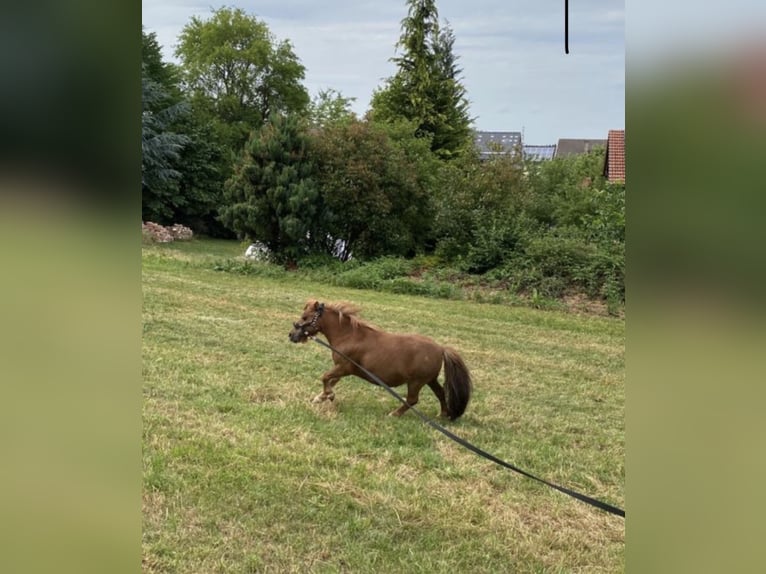 Mini Shetland Pony Stute 17 Jahre 80 cm Fuchs in Schnaitsee