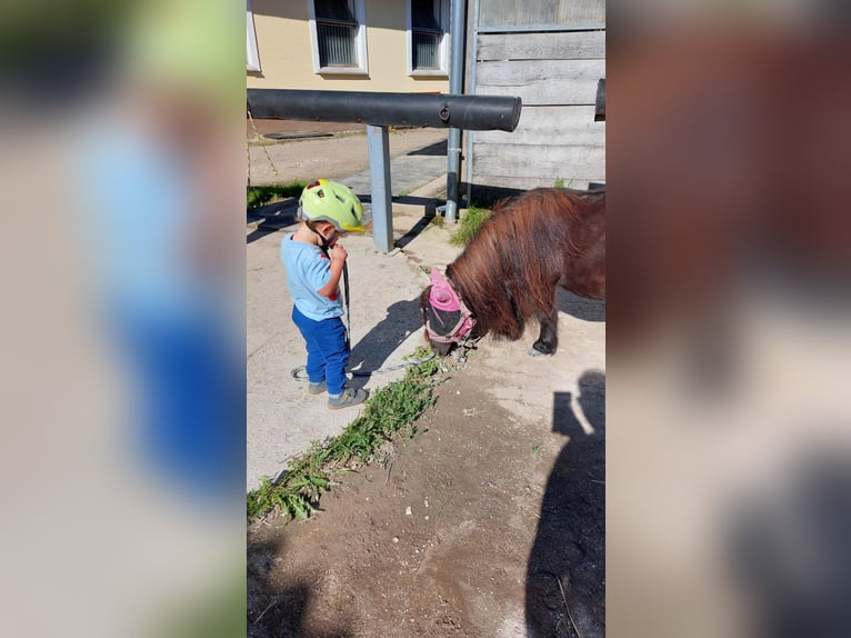 Mini Shetland Pony Stute 17 Jahre 80 cm Rappe in Desselbrunn