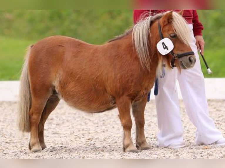 Mini Shetland Pony Stute 17 Jahre 83 cm Fuchs in Osternienburger Land