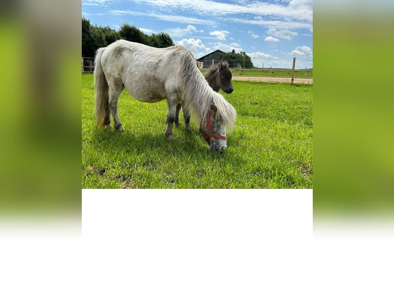 Mini Shetland Pony Stute 17 Jahre 90 cm in Ehingen