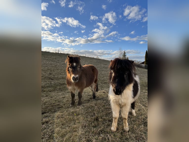 Mini Shetland Pony Stute 17 Jahre 90 cm Fuchs in Teisendorf