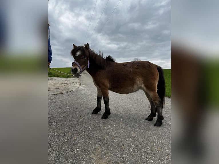 Mini Shetland Pony Stute 17 Jahre 90 cm Fuchs in Teisendorf