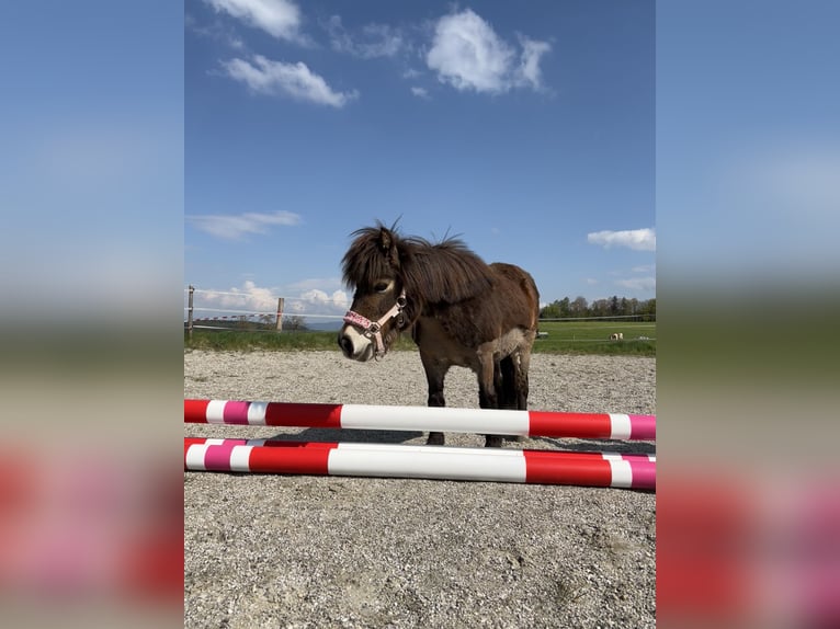 Mini Shetland Pony Stute 17 Jahre 90 cm Fuchs in Teisendorf