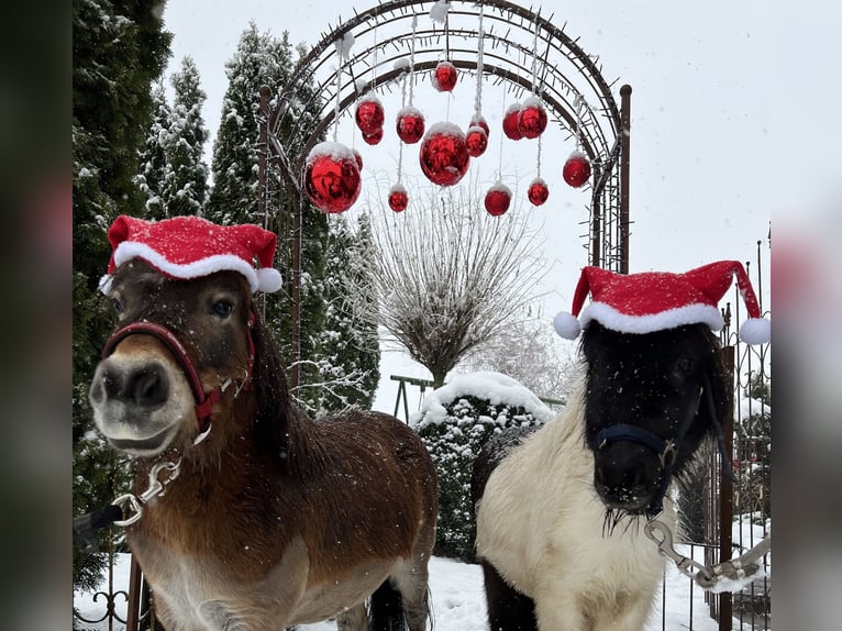 Mini Shetland Pony Stute 17 Jahre 90 cm Fuchs in Teisendorf