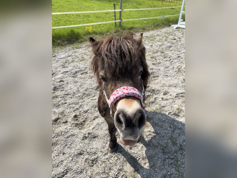 Mini Shetland Pony Stute 17 Jahre 90 cm Fuchs in Teisendorf