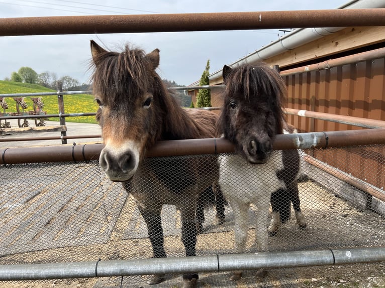 Mini Shetland Pony Stute 17 Jahre 90 cm Fuchs in Teisendorf