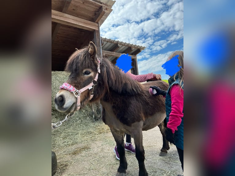 Mini Shetland Pony Stute 17 Jahre 90 cm Fuchs in Teisendorf