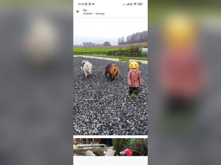 Mini Shetland Pony Stute 17 Jahre 95 cm in Bad Gandersheim