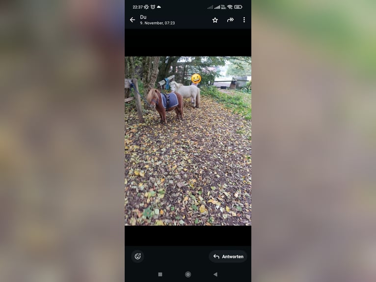 Mini Shetland Pony Stute 17 Jahre 95 cm in Bad Gandersheim