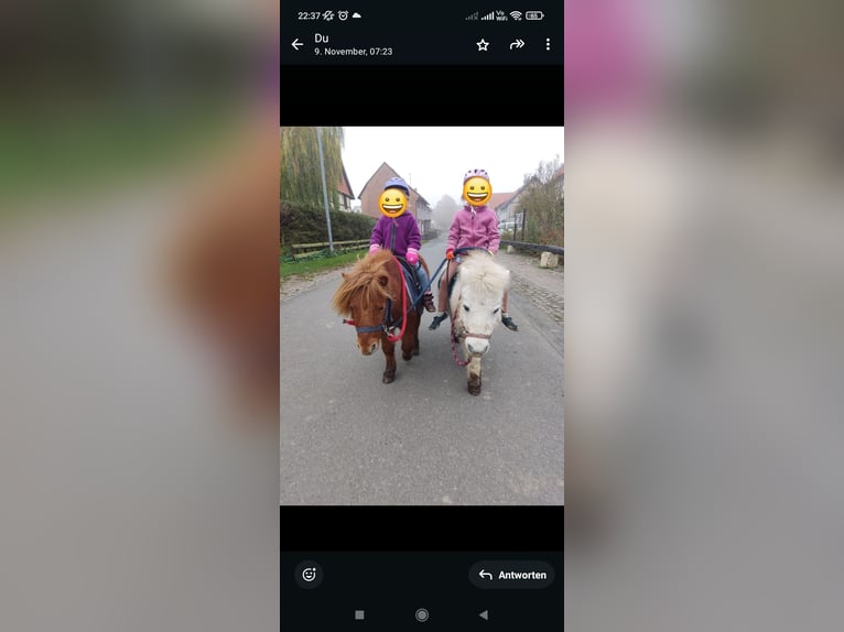 Mini Shetland Pony Stute 18 Jahre 95 cm in Bad Gandersheim
