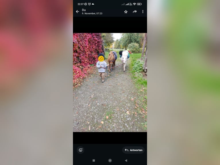 Mini Shetland Pony Stute 18 Jahre 95 cm in Bad Gandersheim