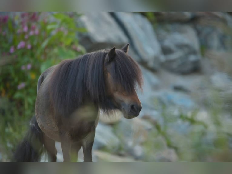Mini Shetland Pony Stute 18 Jahre Dunkelbrauner in Feldkirchen