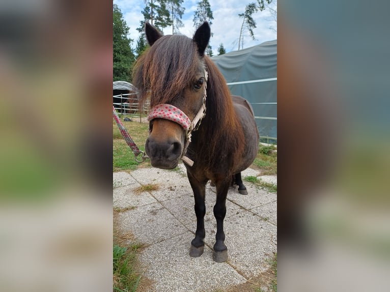 Mini Shetland Pony Stute 18 Jahre Dunkelbrauner in Feldkirchen