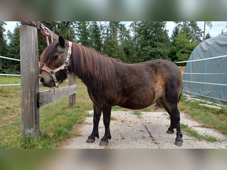 Mini Shetland Pony Stute 18 Jahre Dunkelbrauner in Feldkirchen